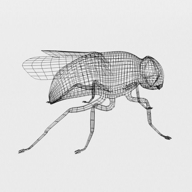 Fly Insect Low-poly 3D model_7