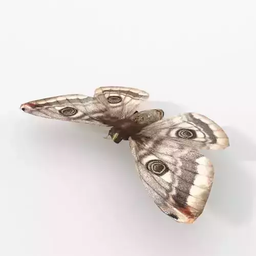 Small peacock Low-poly 3D model