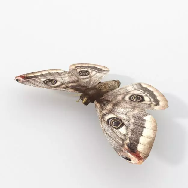 Small peacock Low-poly 3D model_0