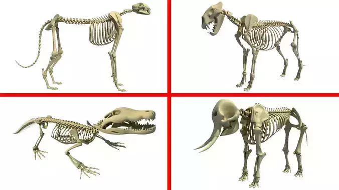 African Animal Skeleton Models 3D Model Collection