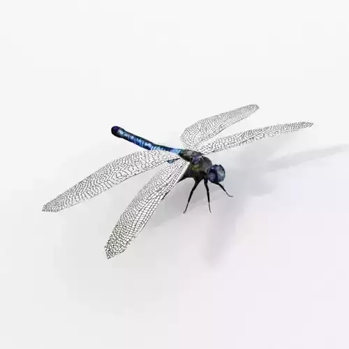 Dragonfly silver Low-poly 3D model