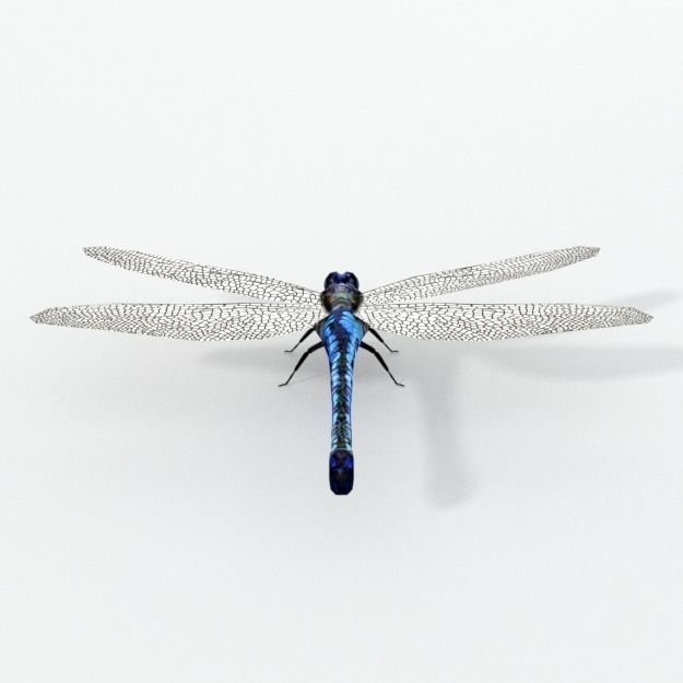 Dragonfly silver Low-poly 3D model_1