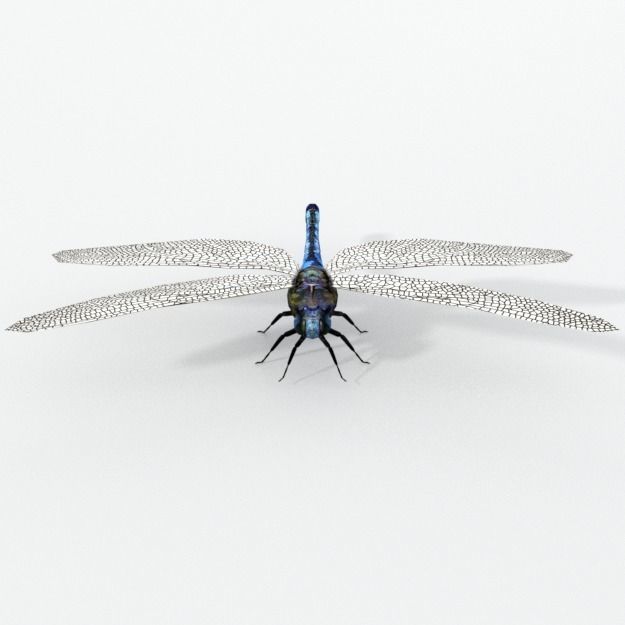 Dragonfly silver Low-poly 3D model_2