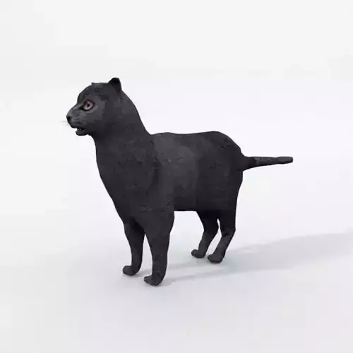 Cat Mammal