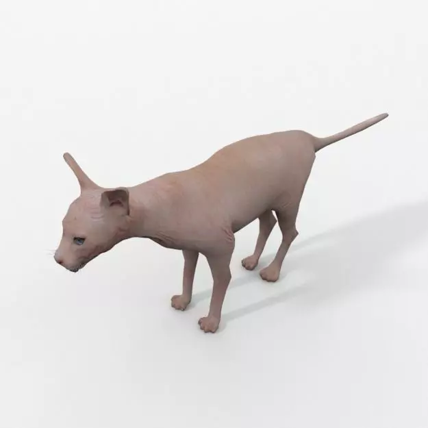 Sphynx cat Low-poly 3D model