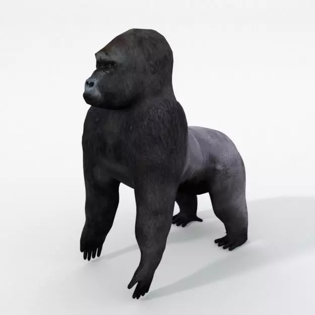 Gorila gorilla Low-poly 3D model_0