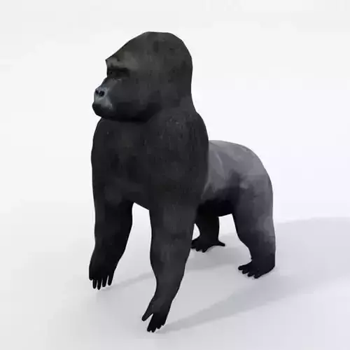Gorila gorilla Low-poly 3D model