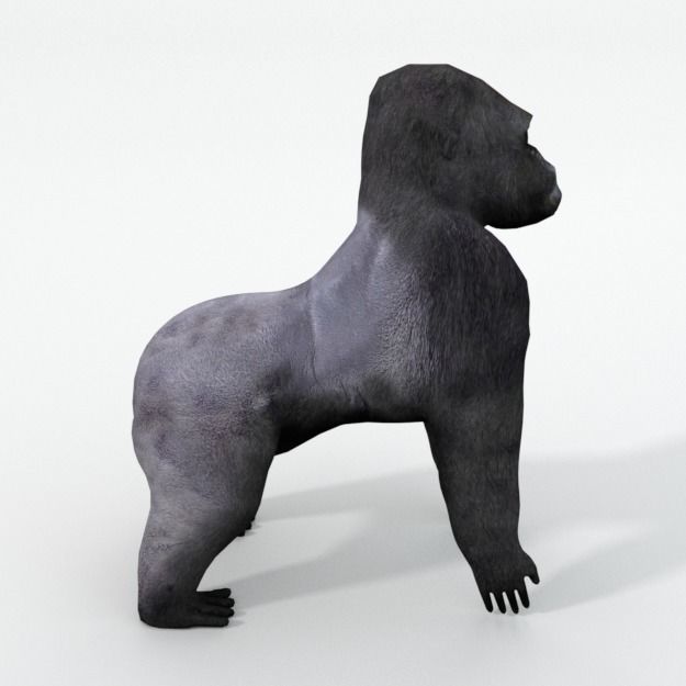 Gorila gorilla Low-poly 3D model_1