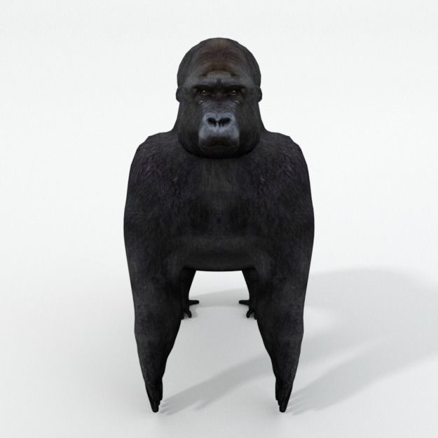 Gorila gorilla Low-poly 3D model_3