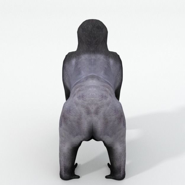 Gorila gorilla Low-poly 3D model_2