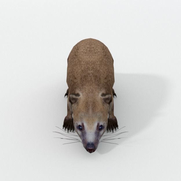 Coati antelope Low-poly 3D model_2