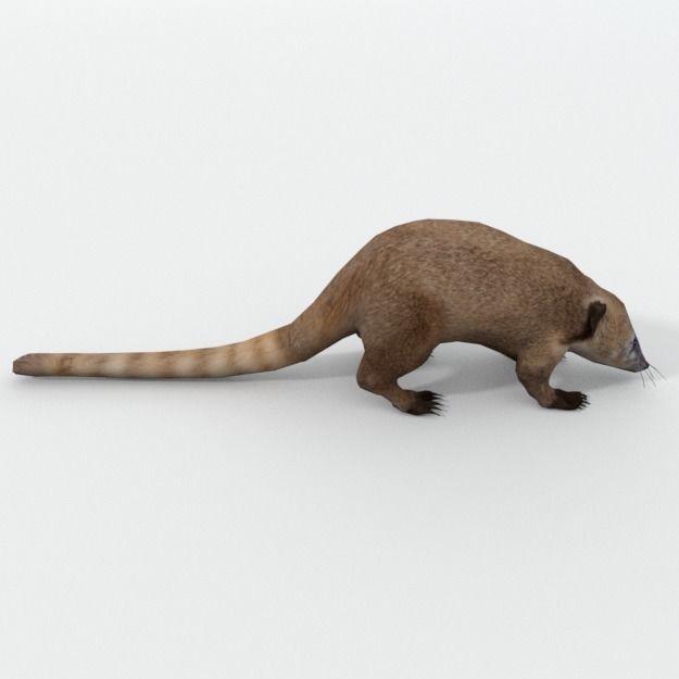 Coati antelope Low-poly 3D model_3
