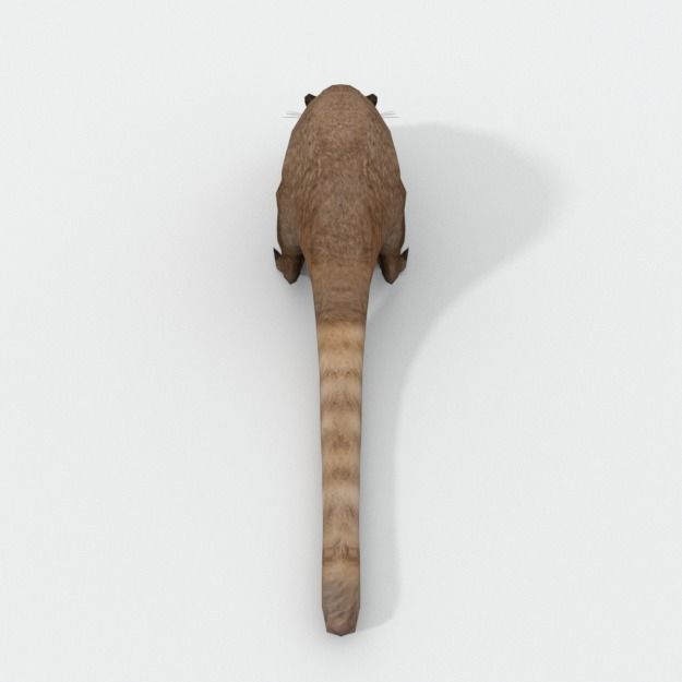 Coati antelope Low-poly 3D model_1