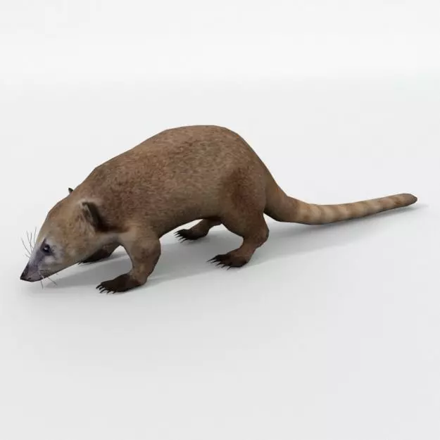 Coati antelope Low-poly 3D model_0