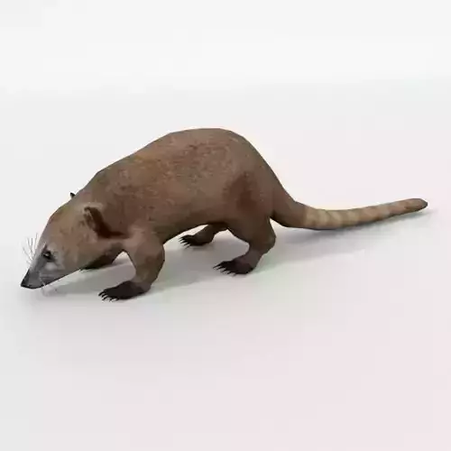 Coati antelope Low-poly 3D model