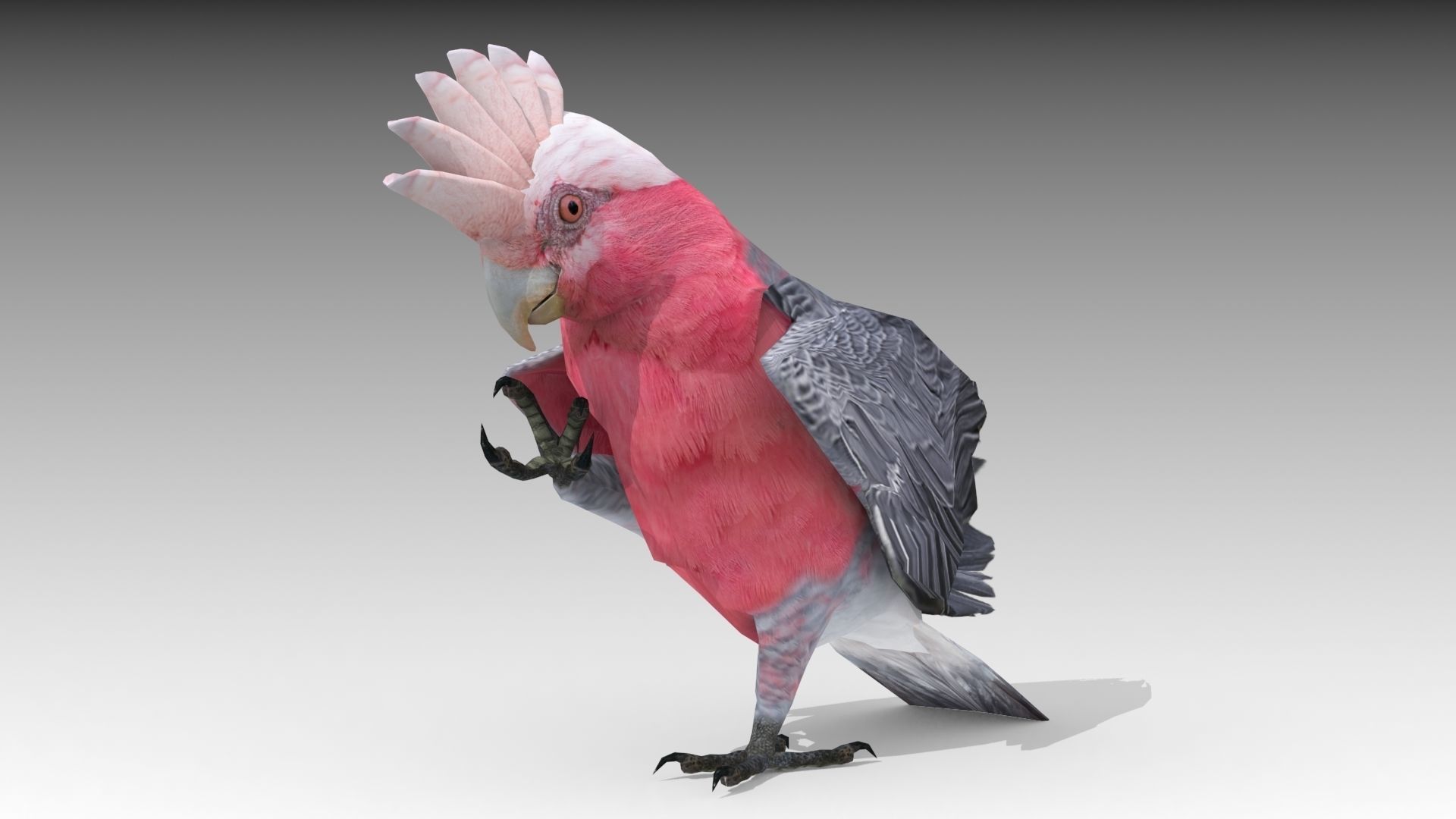 Galah cockatoo in flight - cockatoo in flight Low-poly 3D model_4
