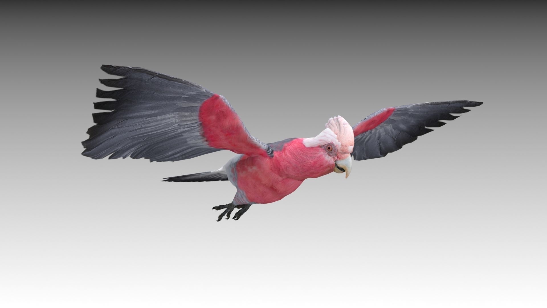 Galah cockatoo in flight - cockatoo in flight Low-poly 3D model_5