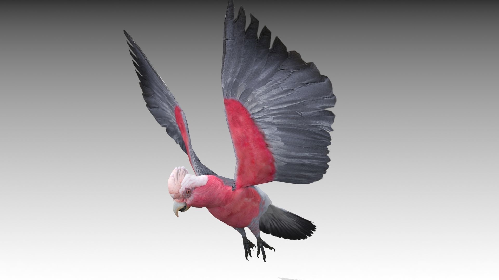 Galah cockatoo in flight - cockatoo in flight Low-poly 3D model_2