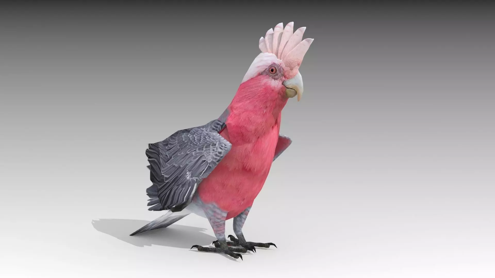 Galah cockatoo in flight - cockatoo in flight Low-poly 3D model_0