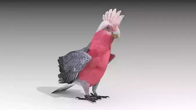 Galah cockatoo in flight - cockatoo in flight Low-poly 3D model