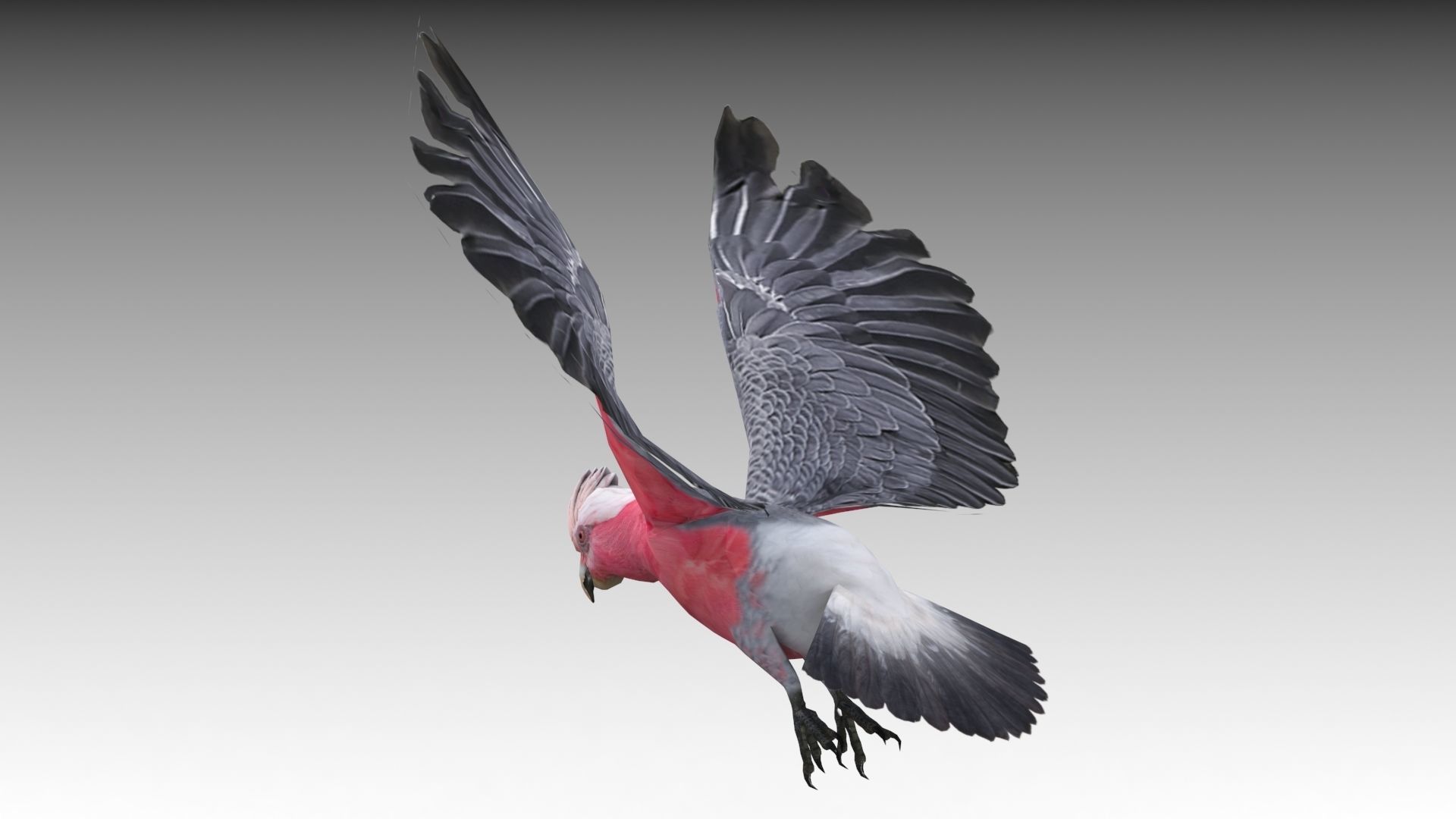 Galah cockatoo in flight - cockatoo in flight Low-poly 3D model_3