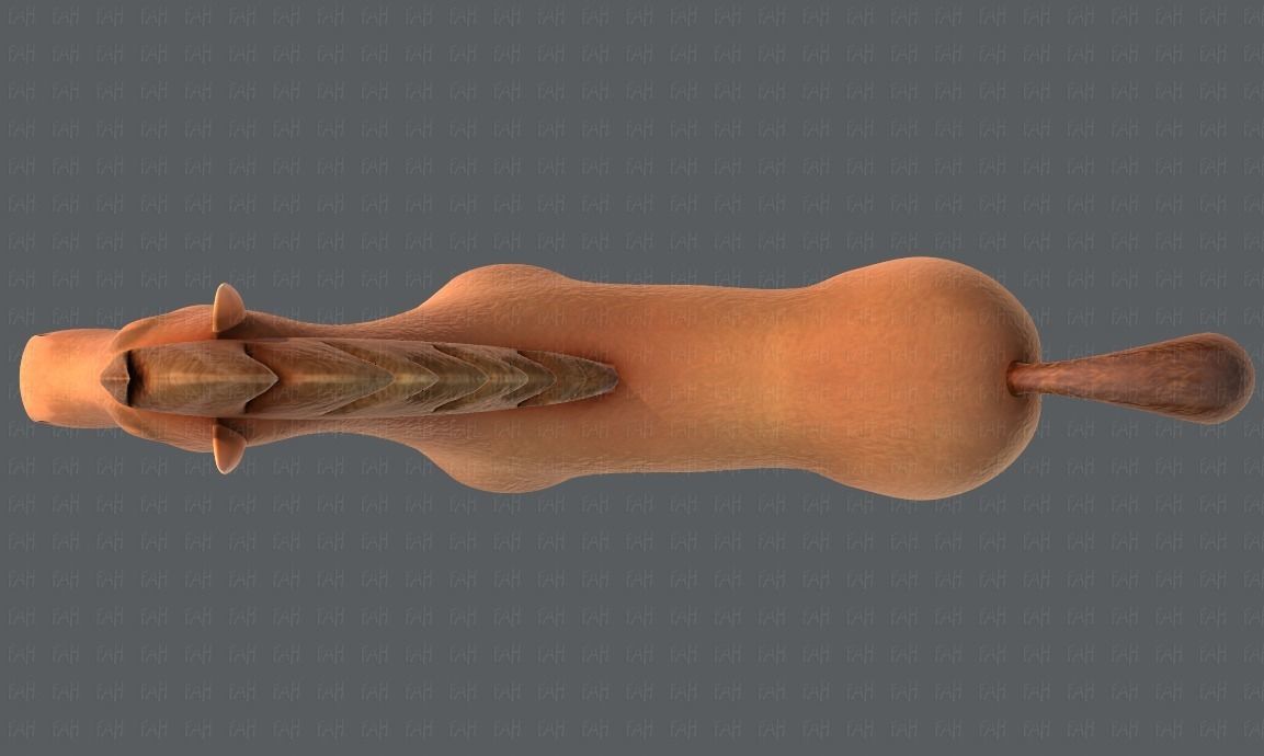 Horse V01 Low-poly 3D model_33