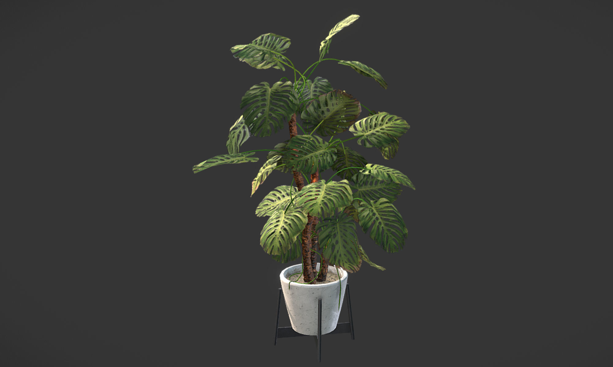 Plant in pot Low-poly 3D model_10