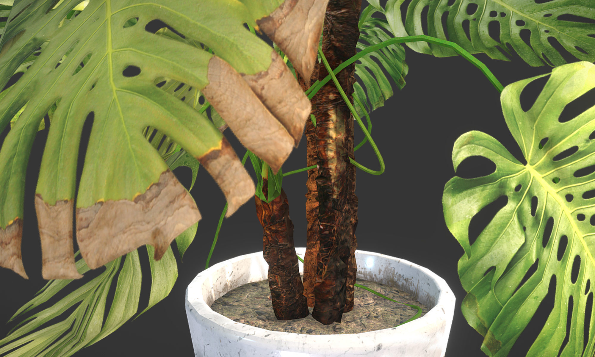 Plant in pot Low-poly 3D model_6