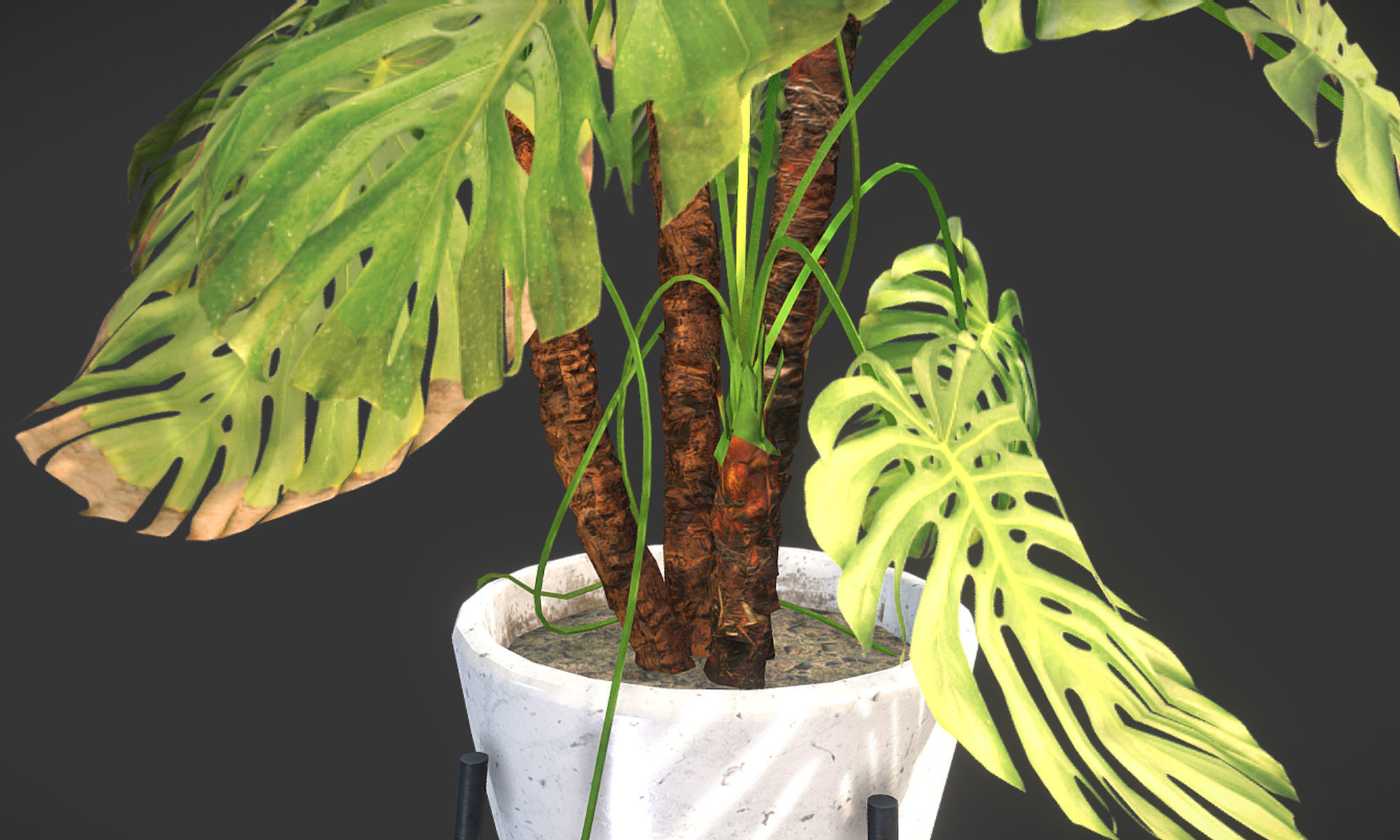Plant in pot Low-poly 3D model_5