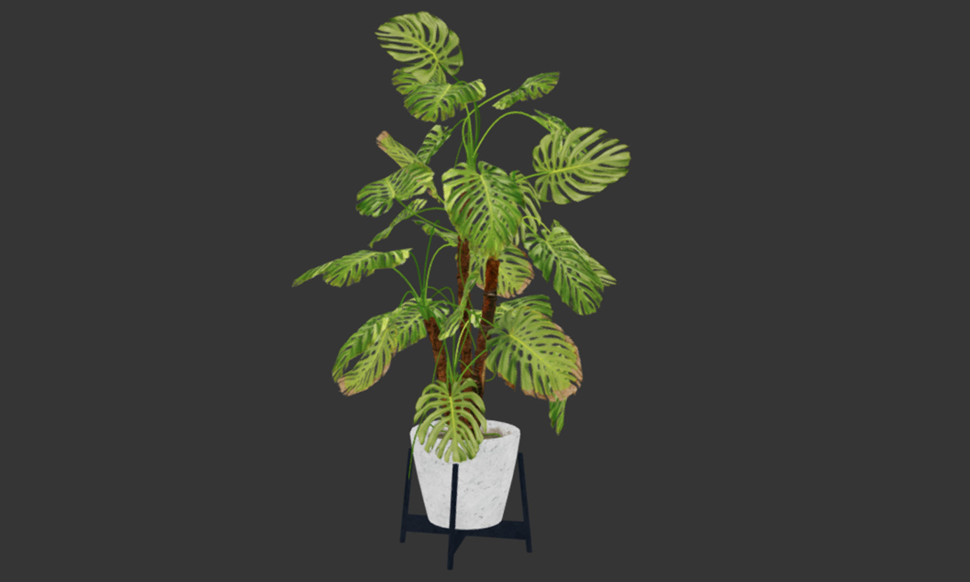 Plant in pot Low-poly 3D model_11