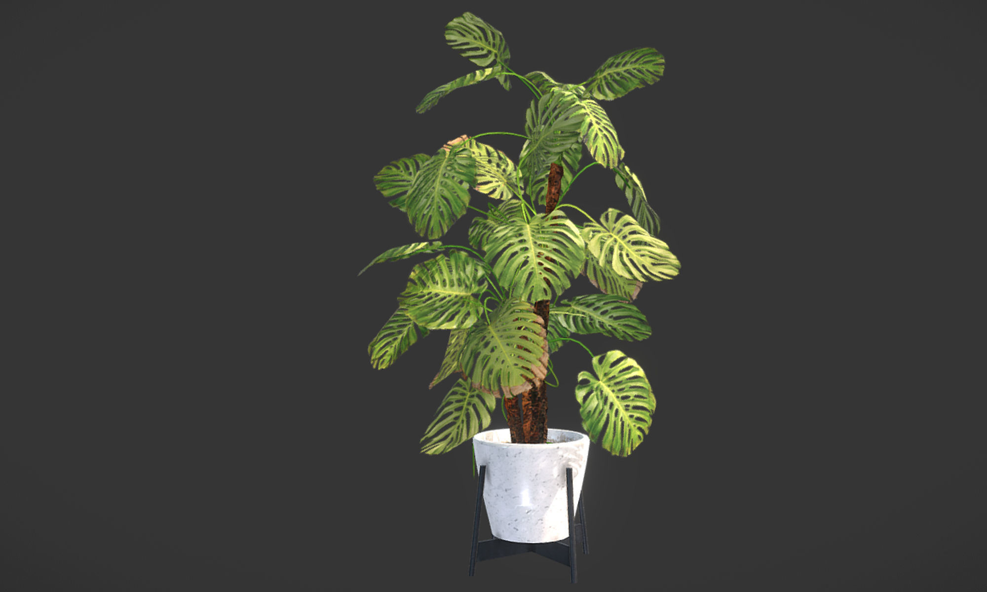 Plant in pot Low-poly 3D model_9