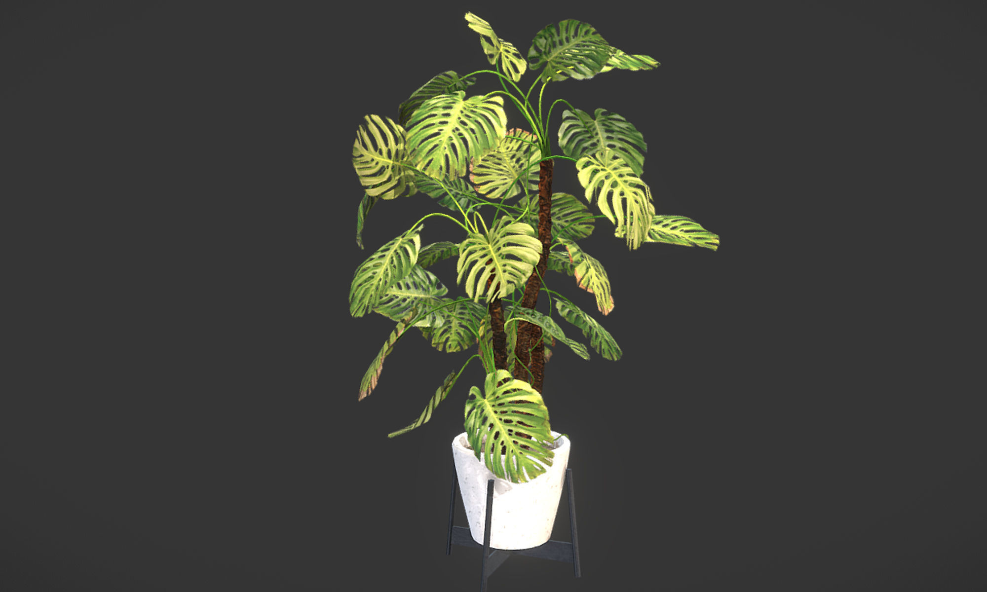 Plant in pot Low-poly 3D model_8