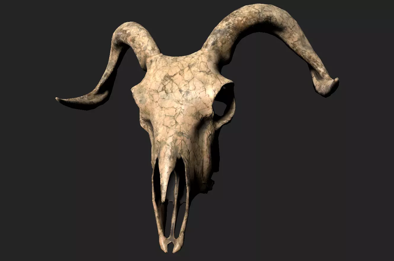 Goat Skull Low-poly 3D model_0