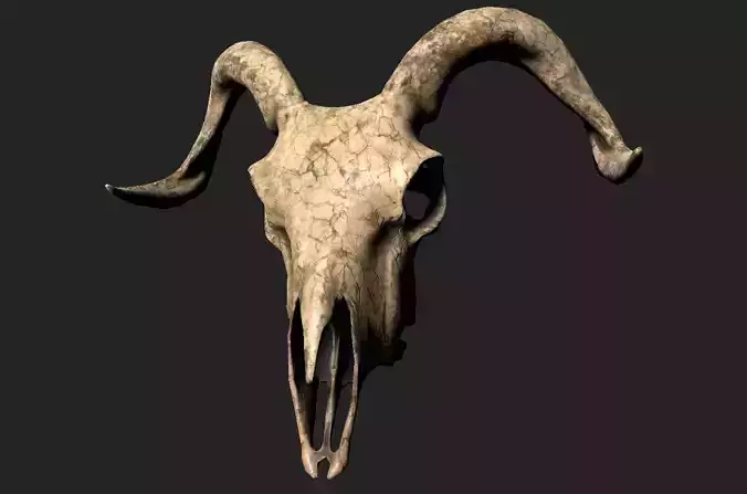 Goat Skull