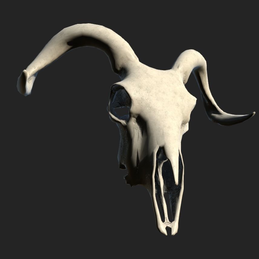 Goat Skull Low-poly 3D model_6