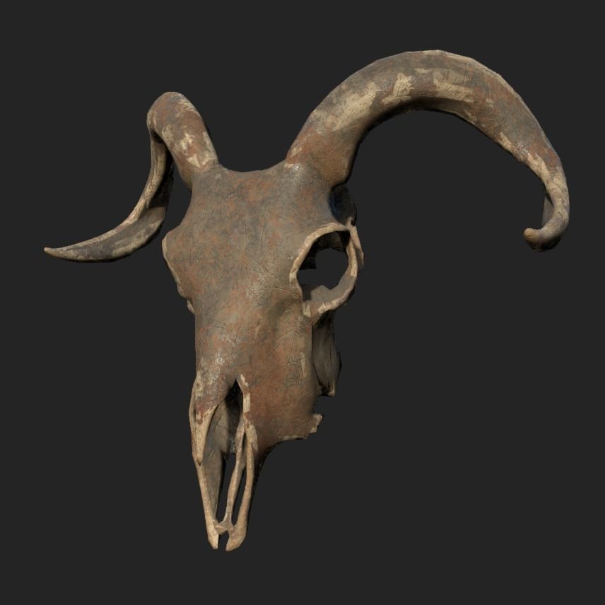 Goat Skull Low-poly 3D model_3