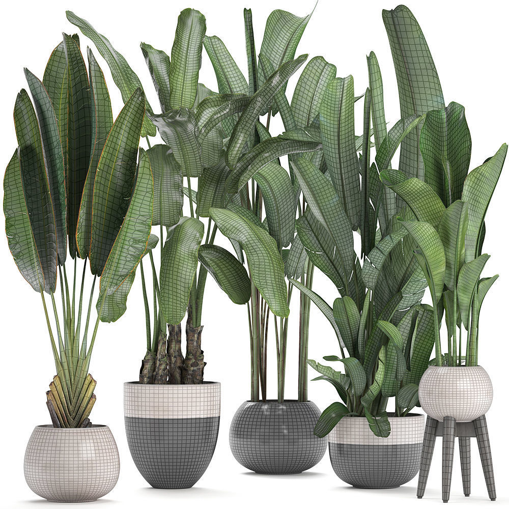 set of banana palm Strelitzia Ravenala in pots 3D model_8