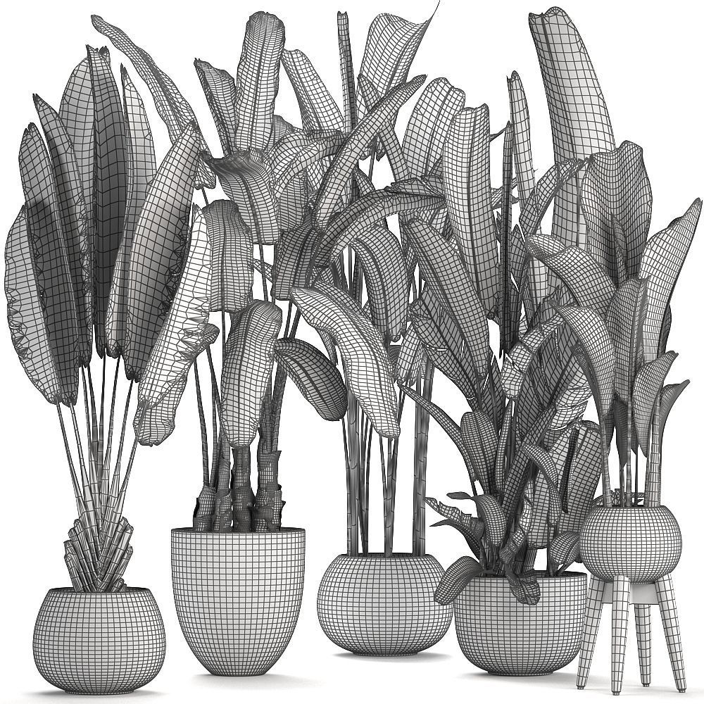 set of banana palm Strelitzia Ravenala in pots 3D model_9