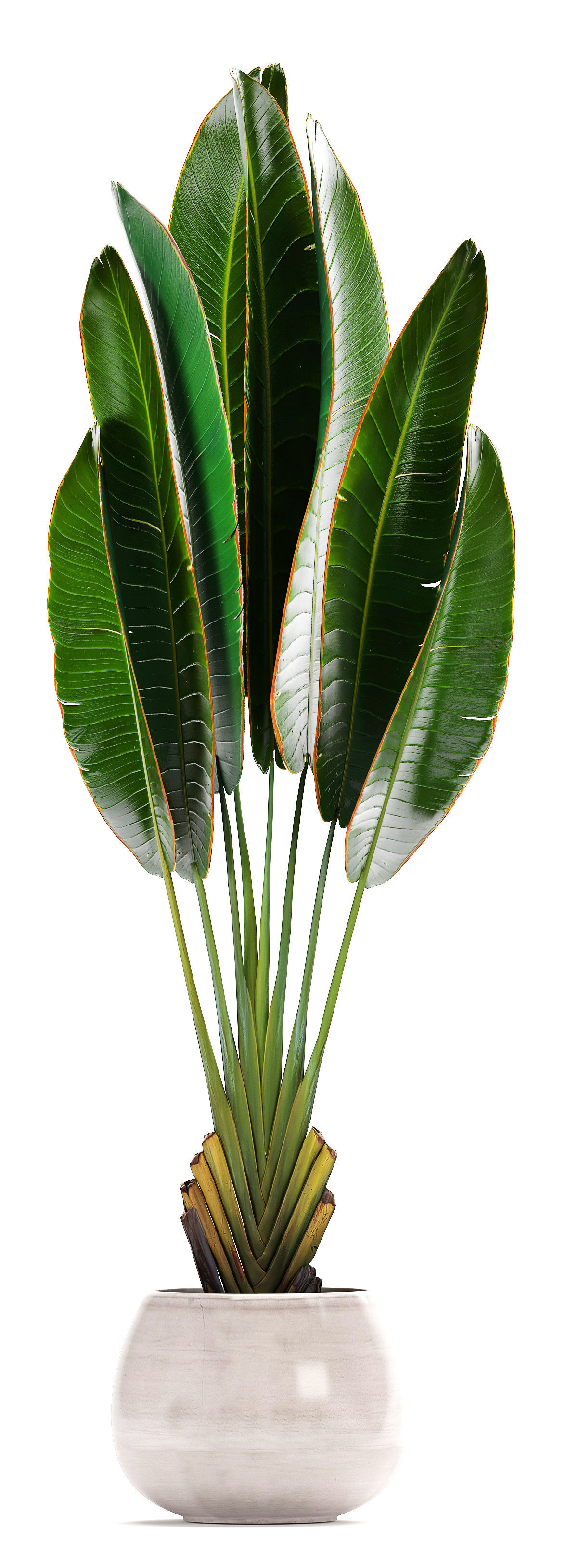 set of banana palm Strelitzia Ravenala in pots 3D model_3