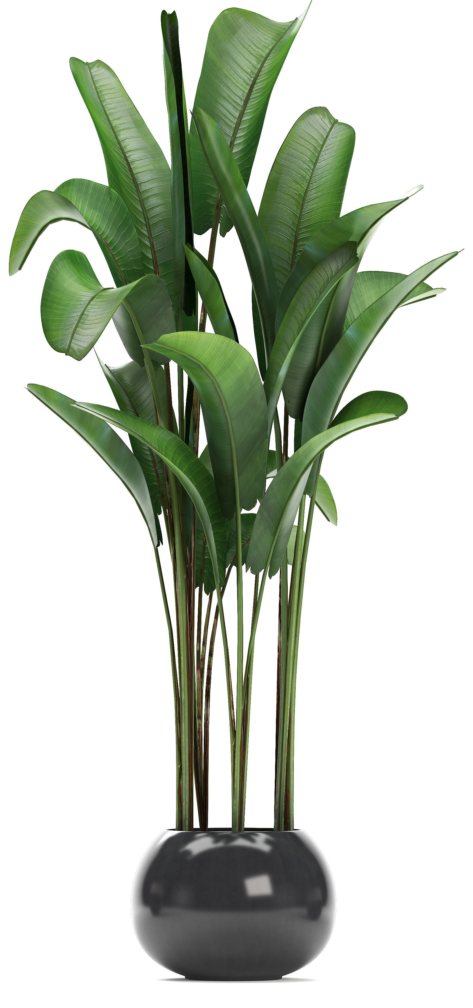 set of banana palm Strelitzia Ravenala in pots 3D model_5