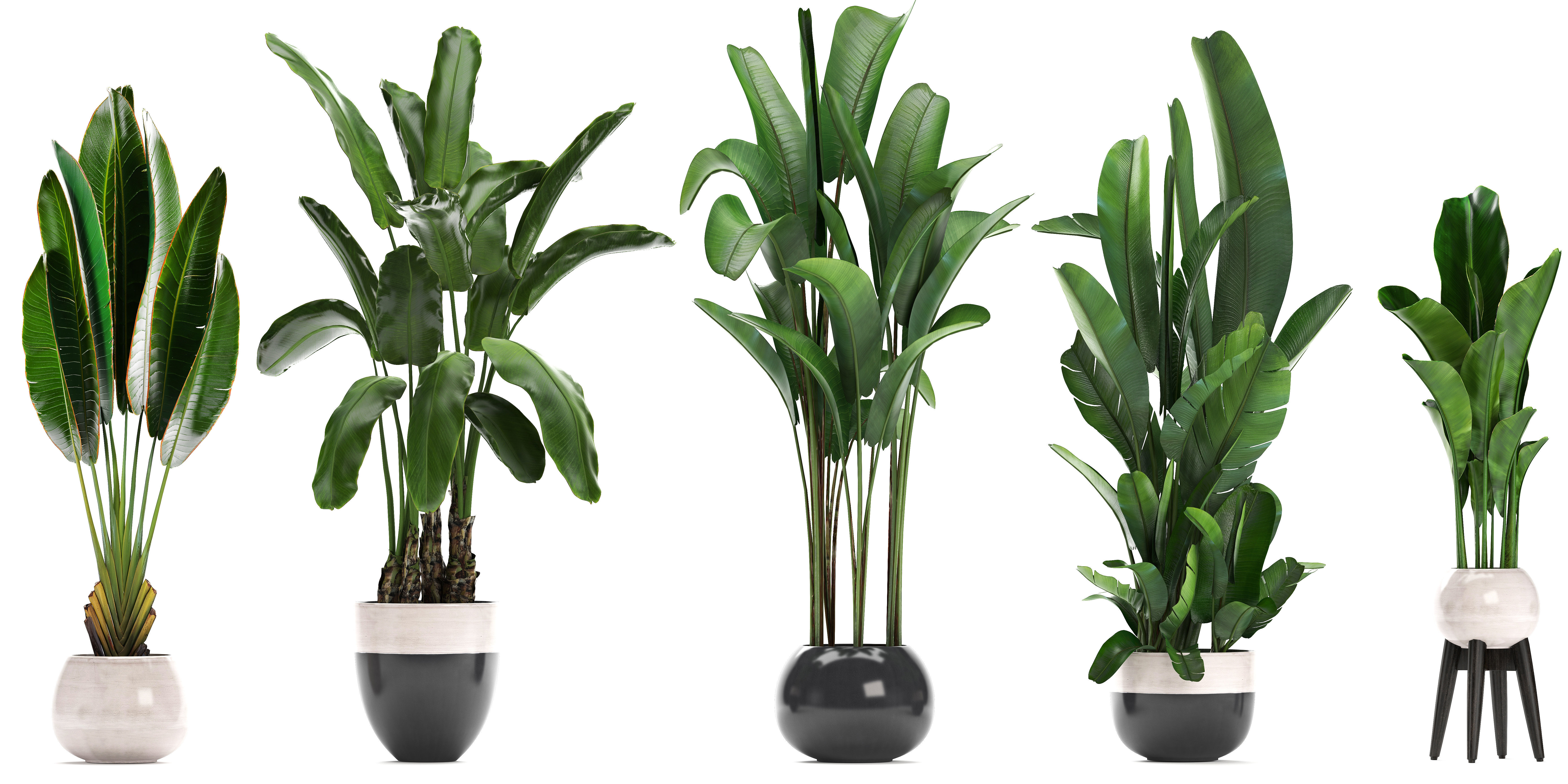 set of banana palm Strelitzia Ravenala in pots 3D model_11