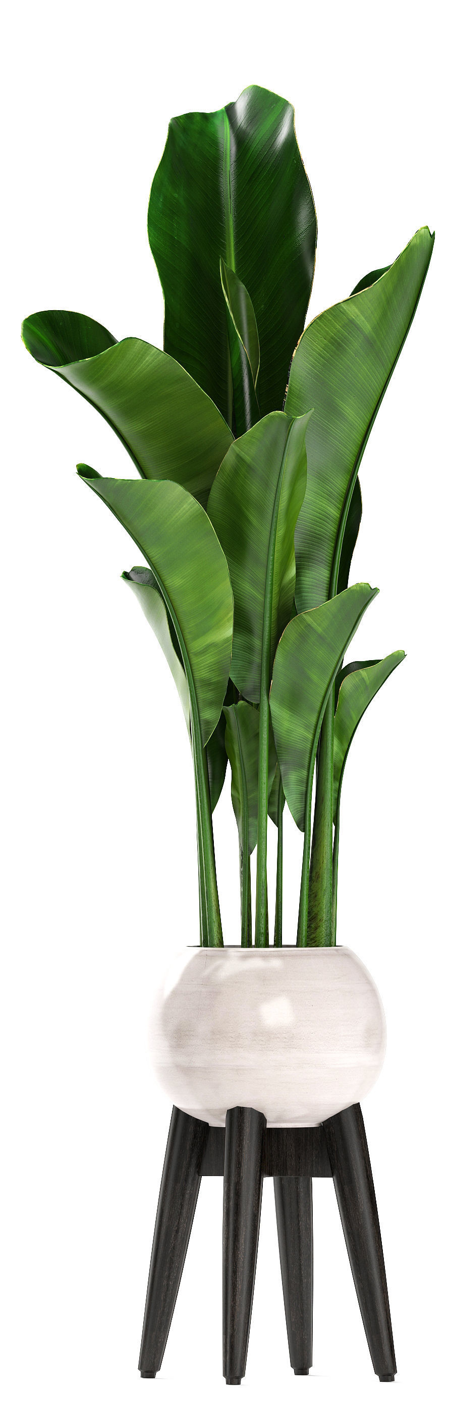 set of banana palm Strelitzia Ravenala in pots 3D model_12