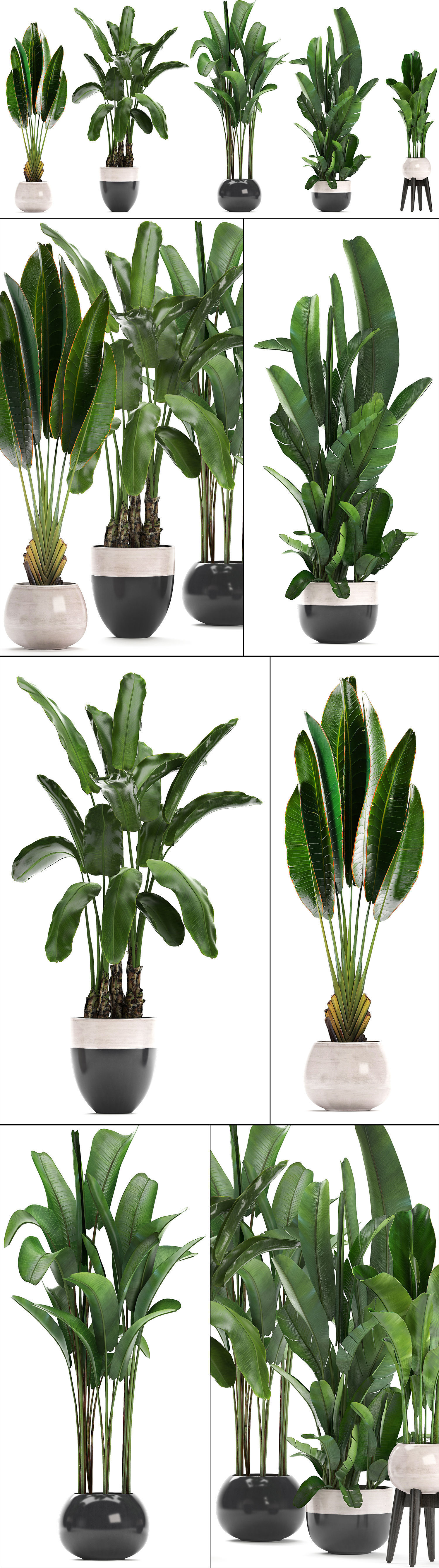 set of banana palm Strelitzia Ravenala in pots 3D model_13