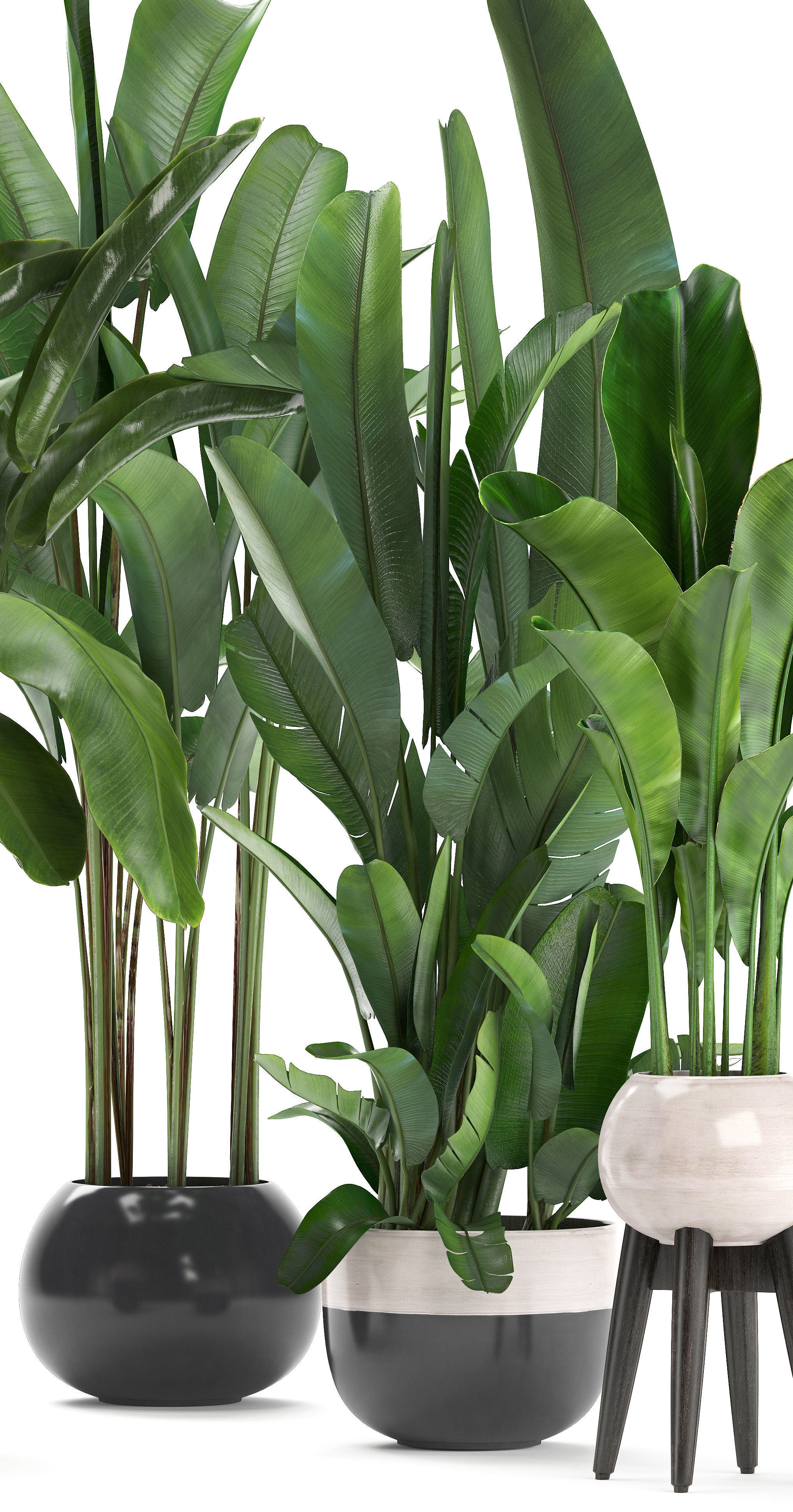set of banana palm Strelitzia Ravenala in pots 3D model_2