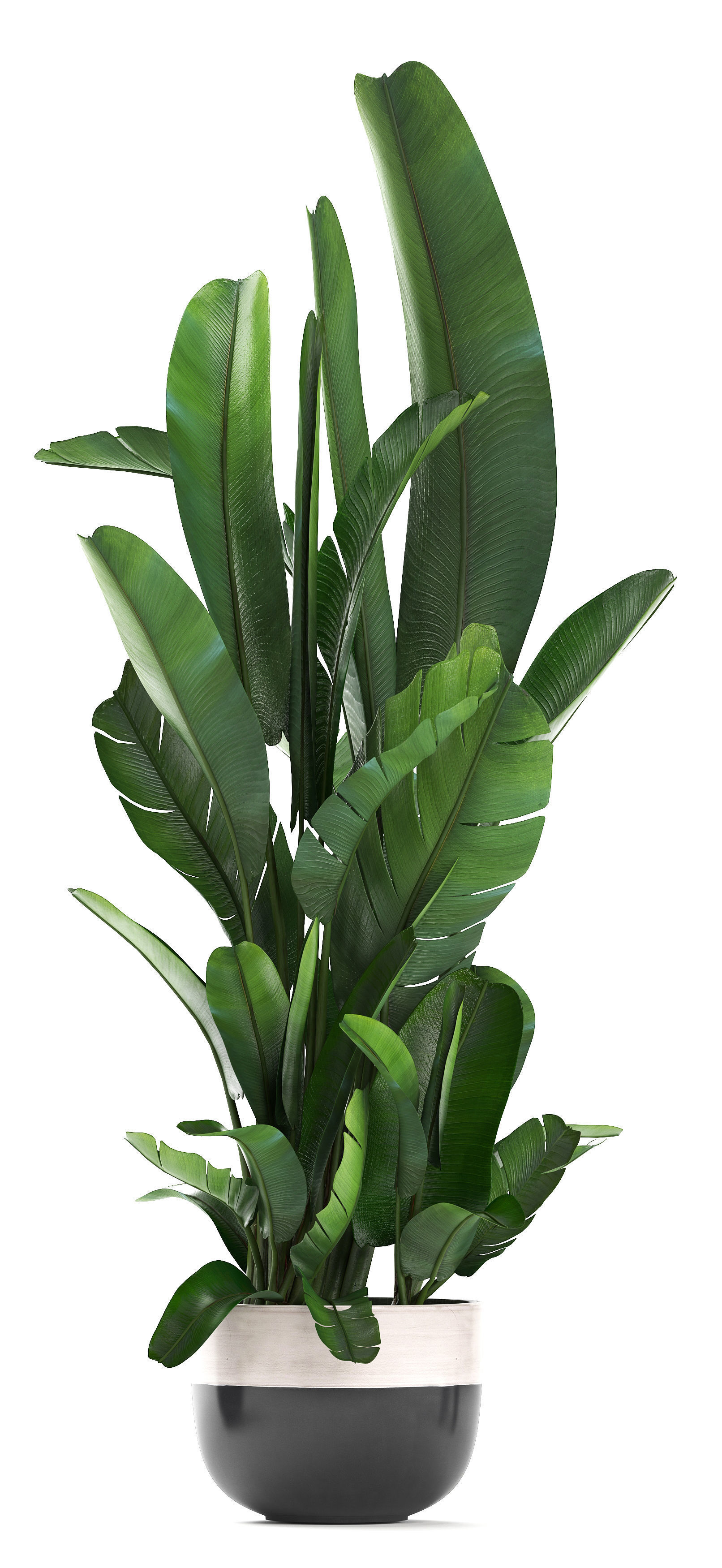 set of banana palm Strelitzia Ravenala in pots 3D model_6