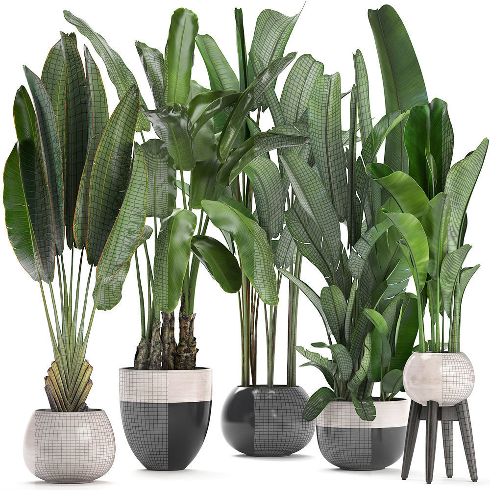 set of banana palm Strelitzia Ravenala in pots 3D model_7