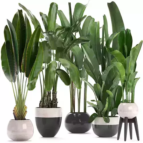 set of banana palm Strelitzia Ravenala in pots 3D model
