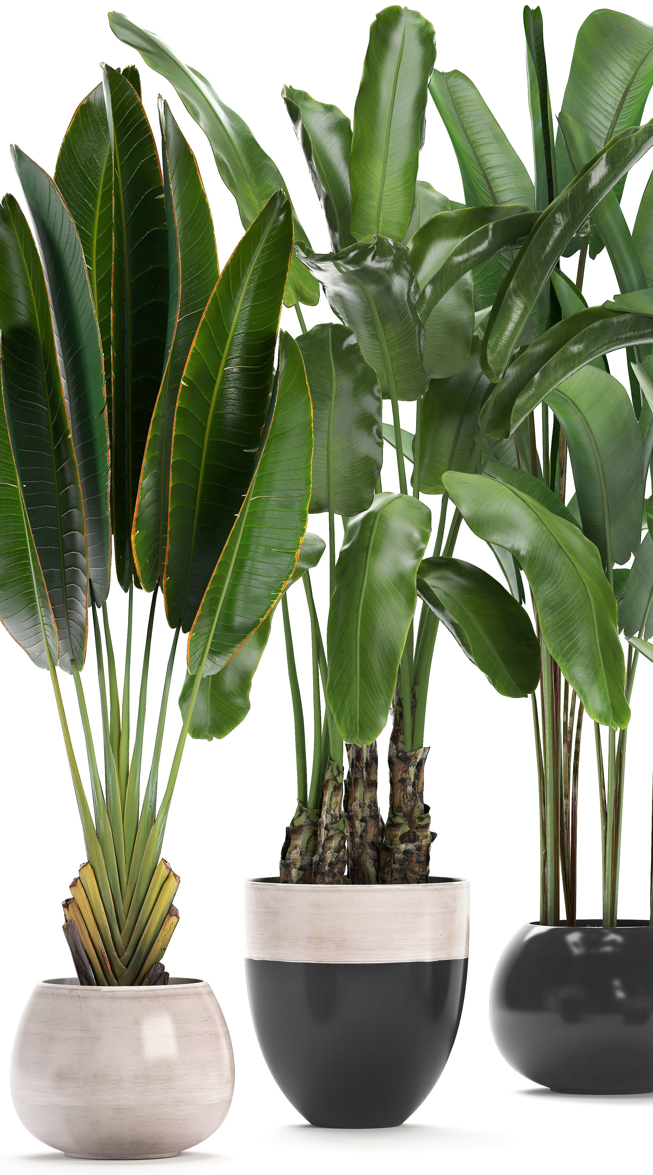 set of banana palm Strelitzia Ravenala in pots 3D model_1