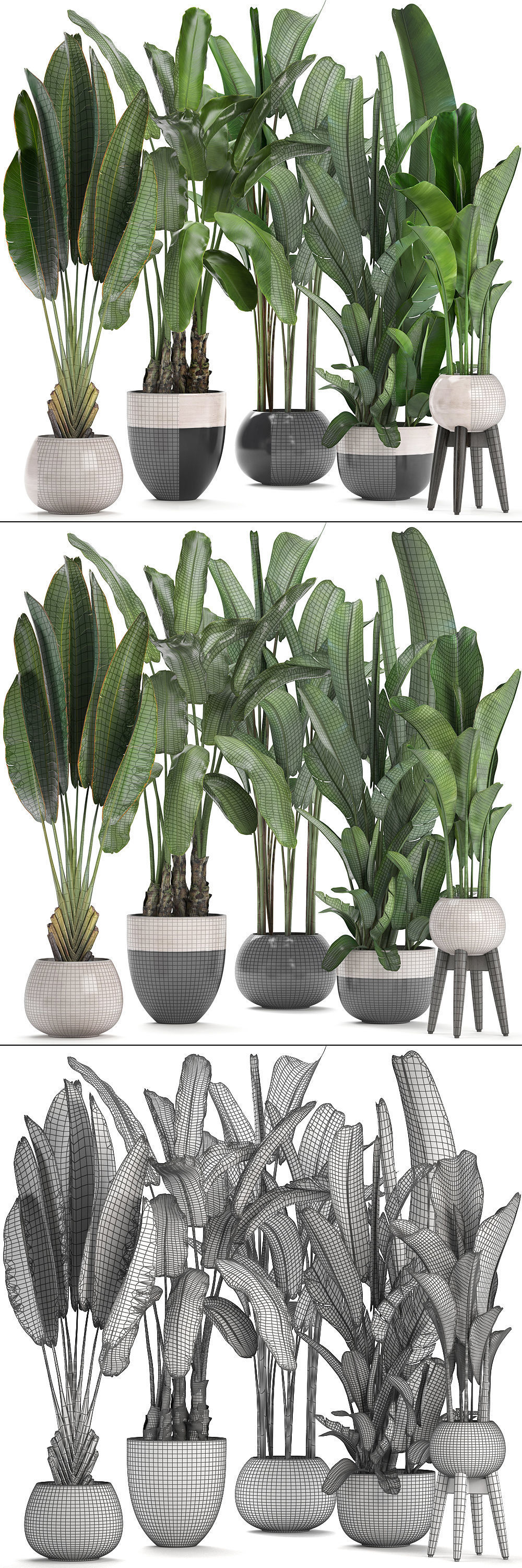 set of banana palm Strelitzia Ravenala in pots 3D model_10