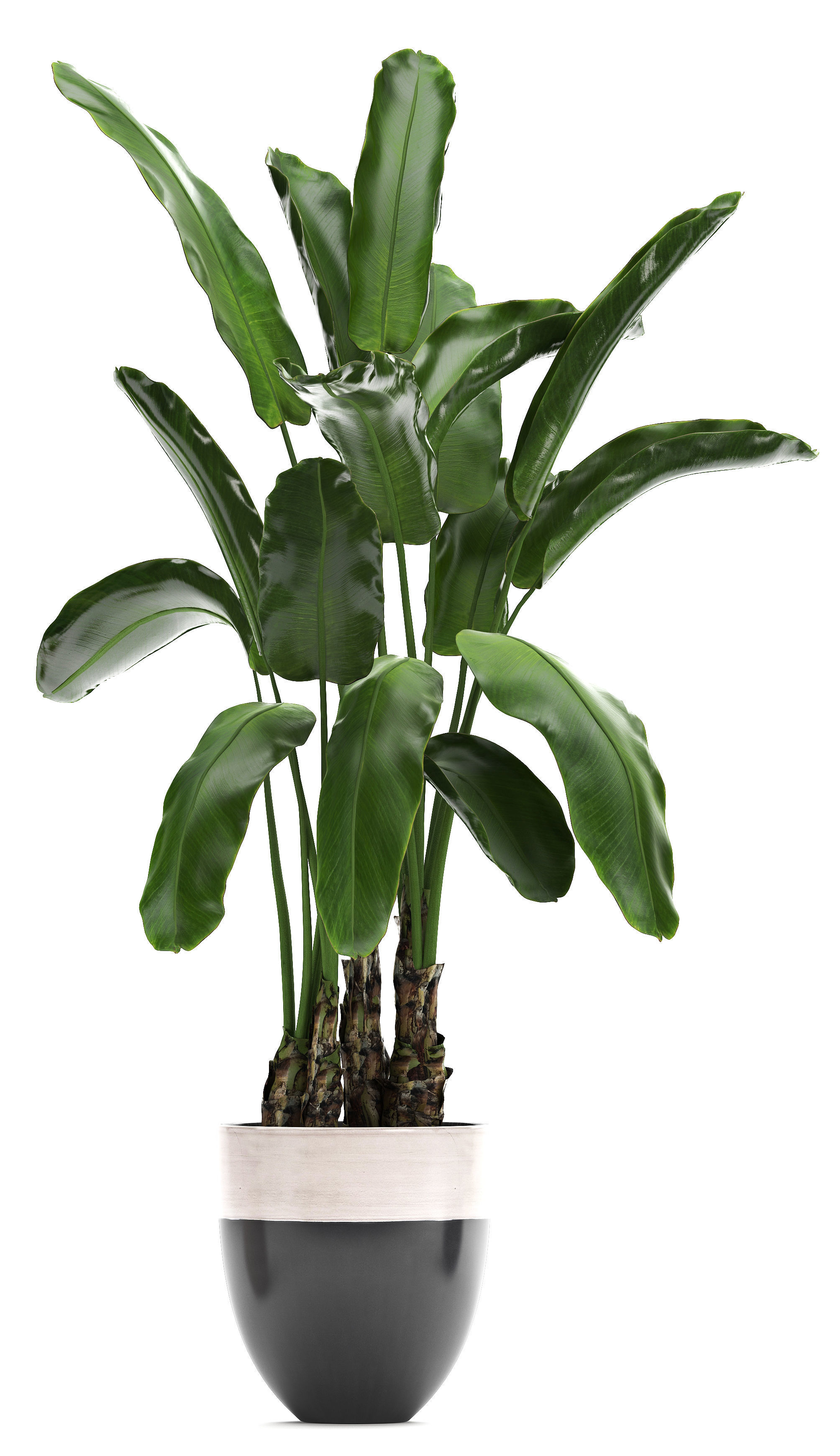 set of banana palm Strelitzia Ravenala in pots 3D model_4